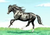 Pony, Equine Art - Black Welsh Pony Stallion